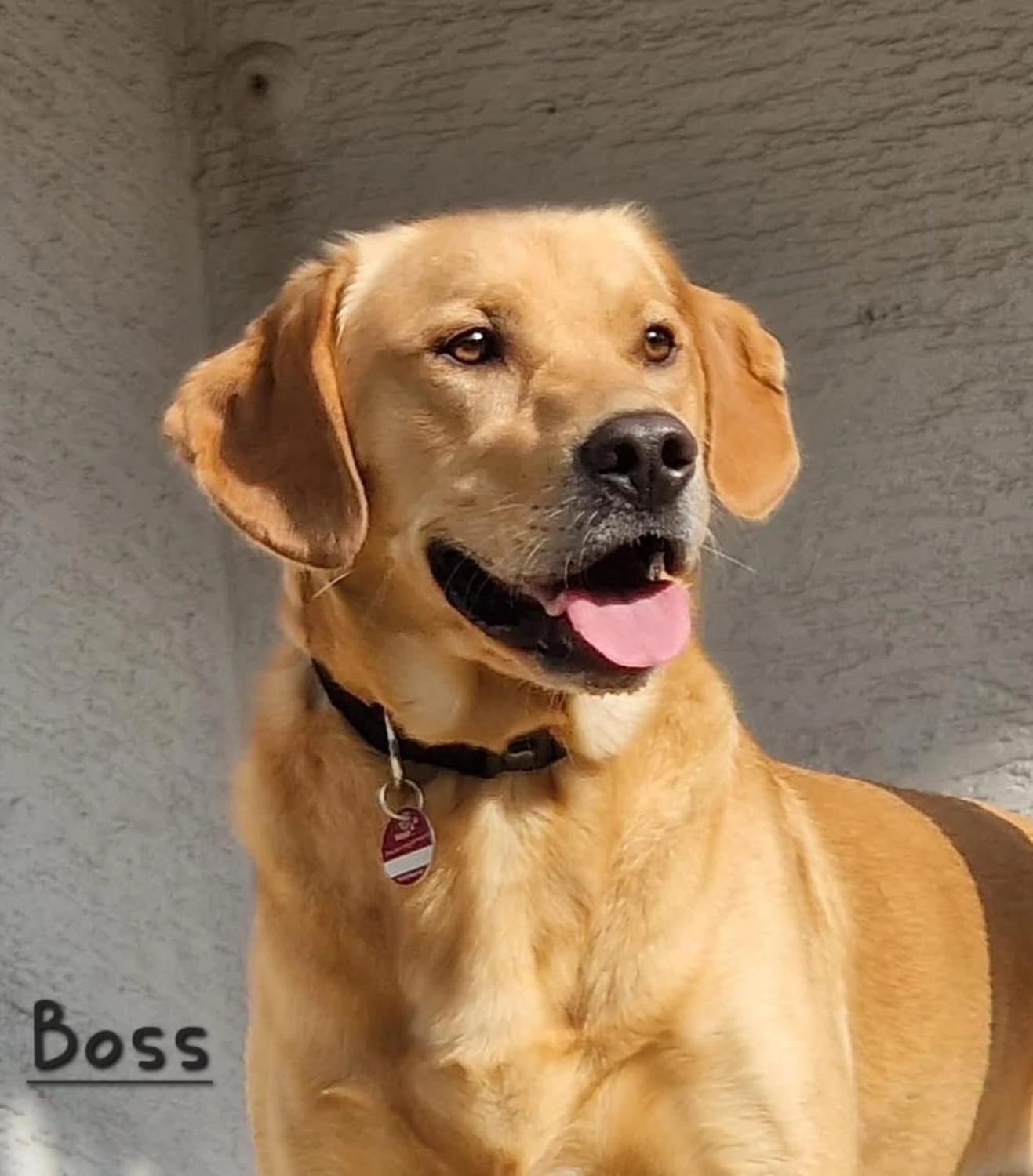 T-Dogs e.V., ein glücklicher Hund