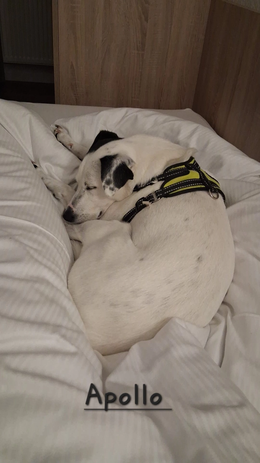 T-Dogs e.V., ein glücklicher Hund