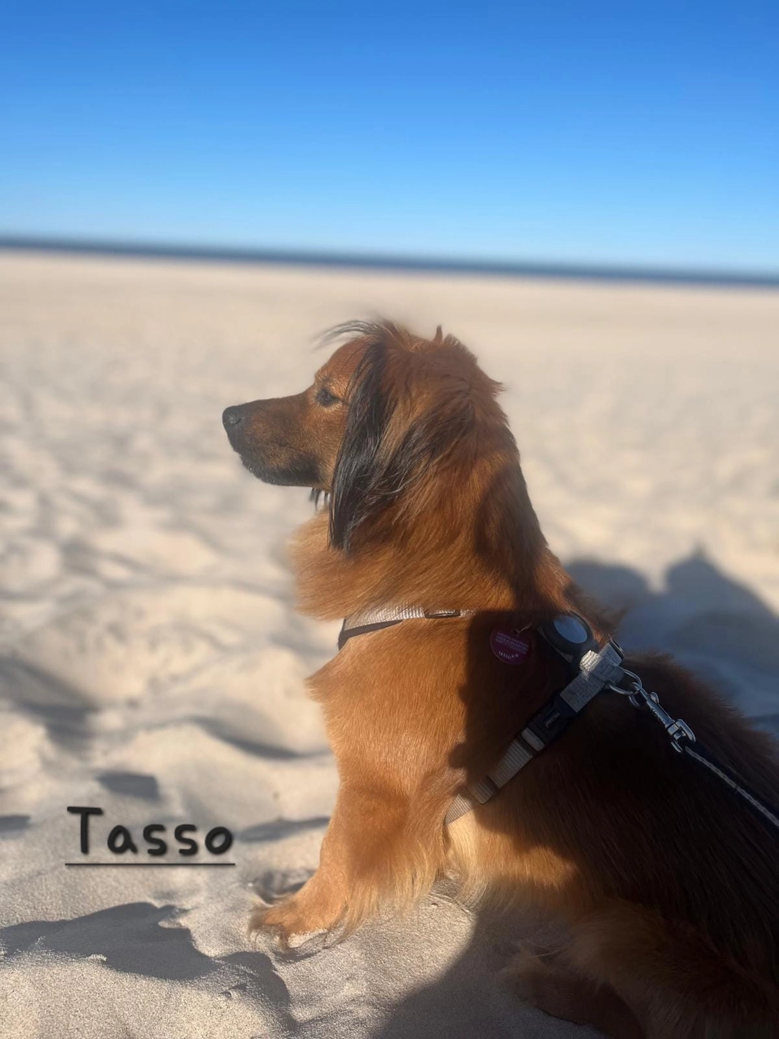 T-Dogs e.V., ein glücklicher Hund