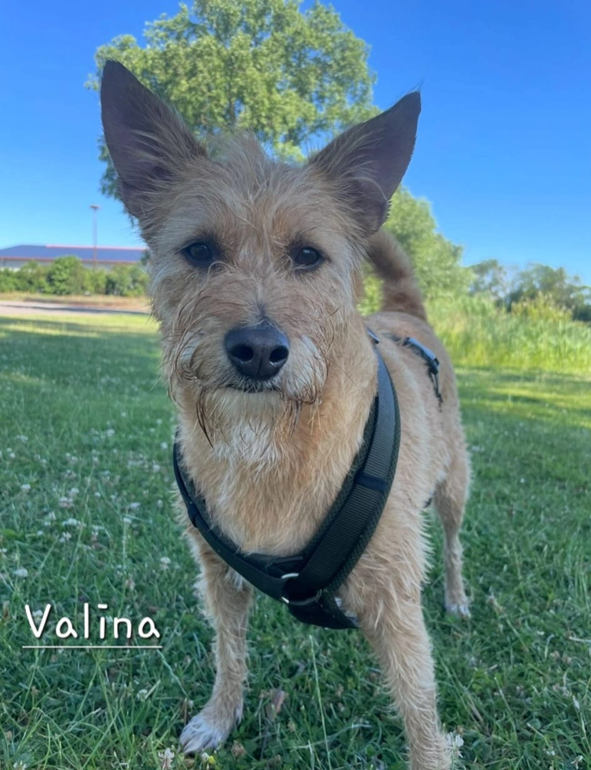 T-Dogs e.V., ein glücklicher Hund