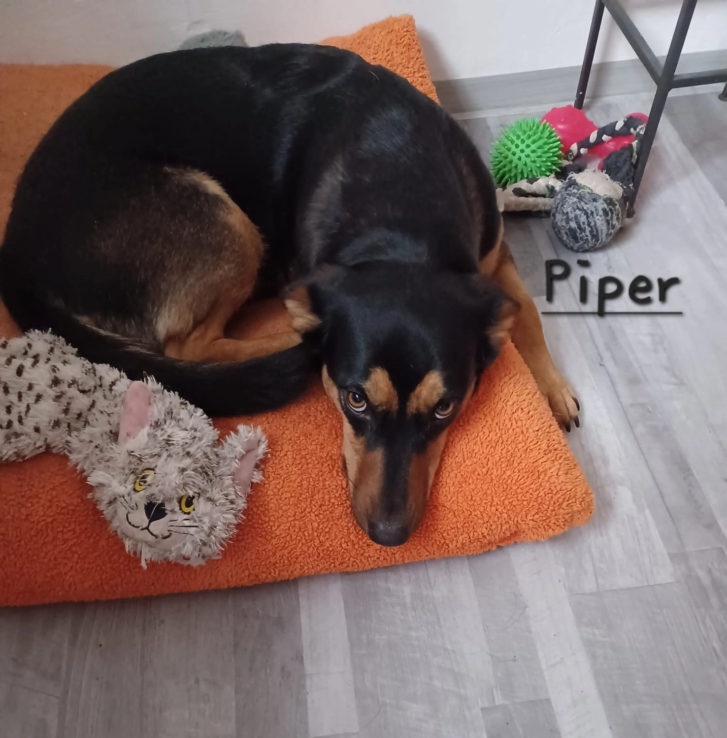 T-Dogs e.V., ein glücklicher Hund