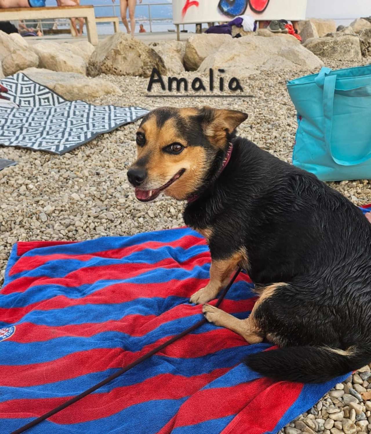 T-Dogs e.V., ein glücklicher Hund