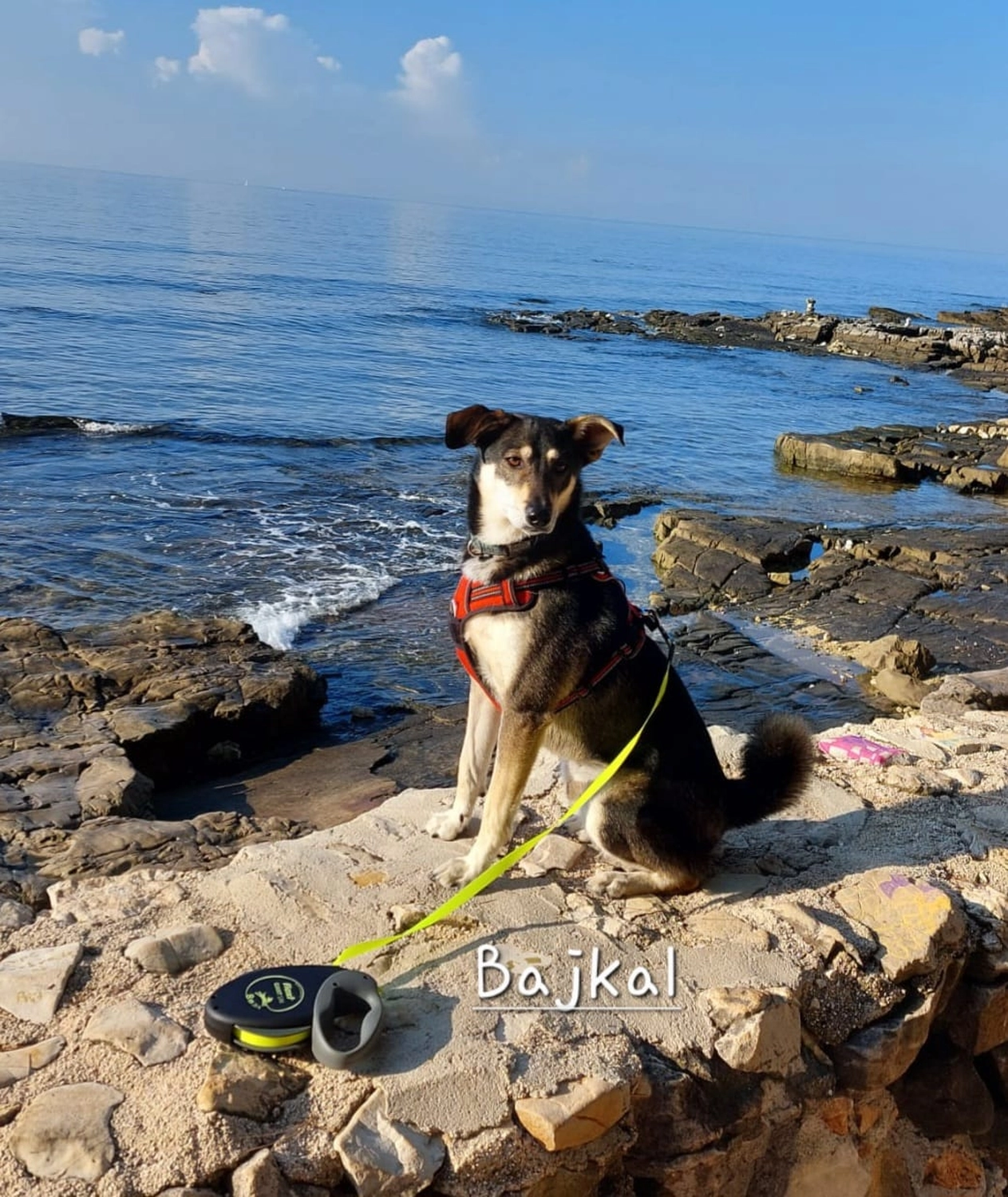 T-Dogs e.V., ein glücklicher Hund