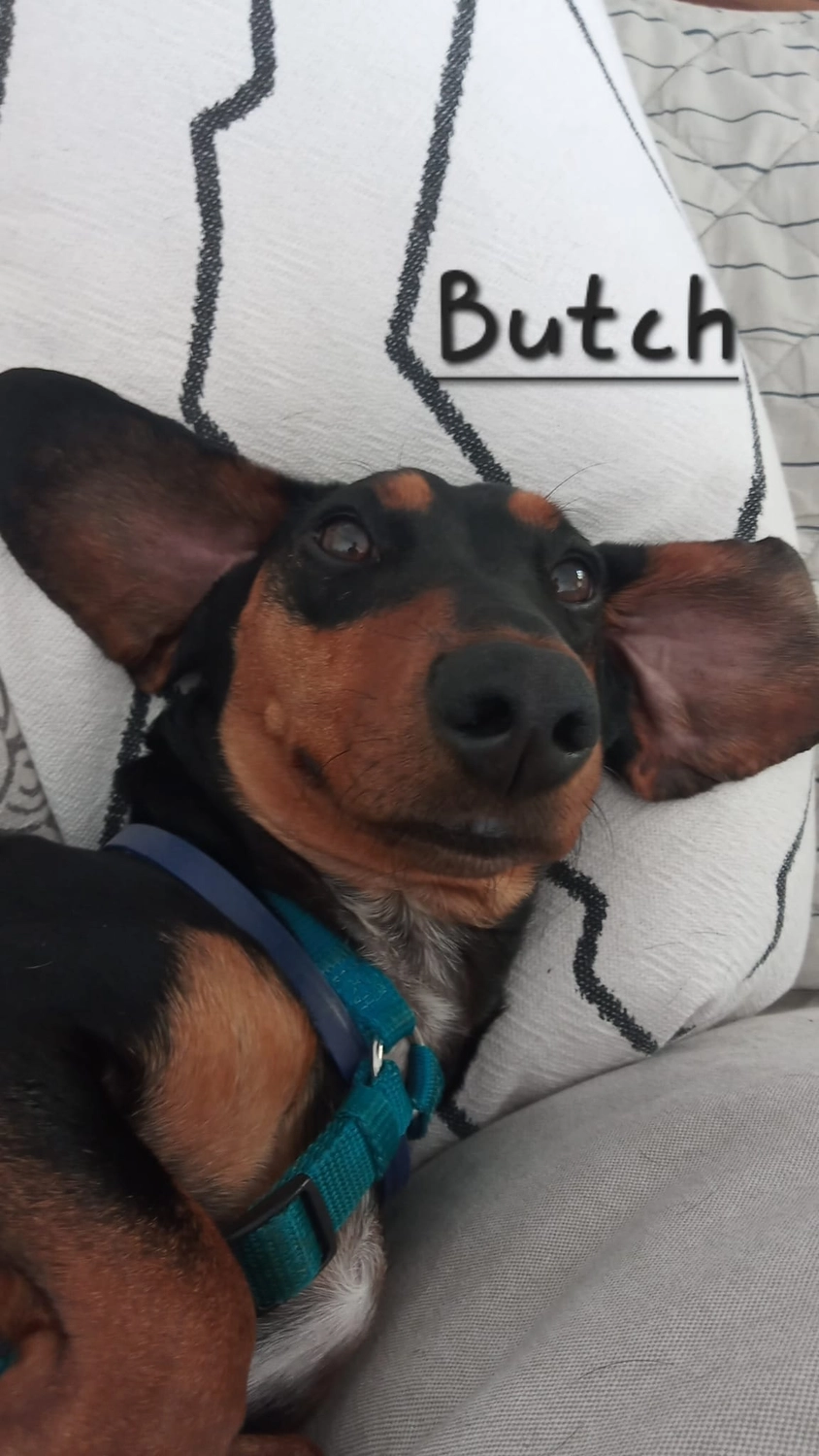 T-Dogs e.V., ein glücklicher Hund