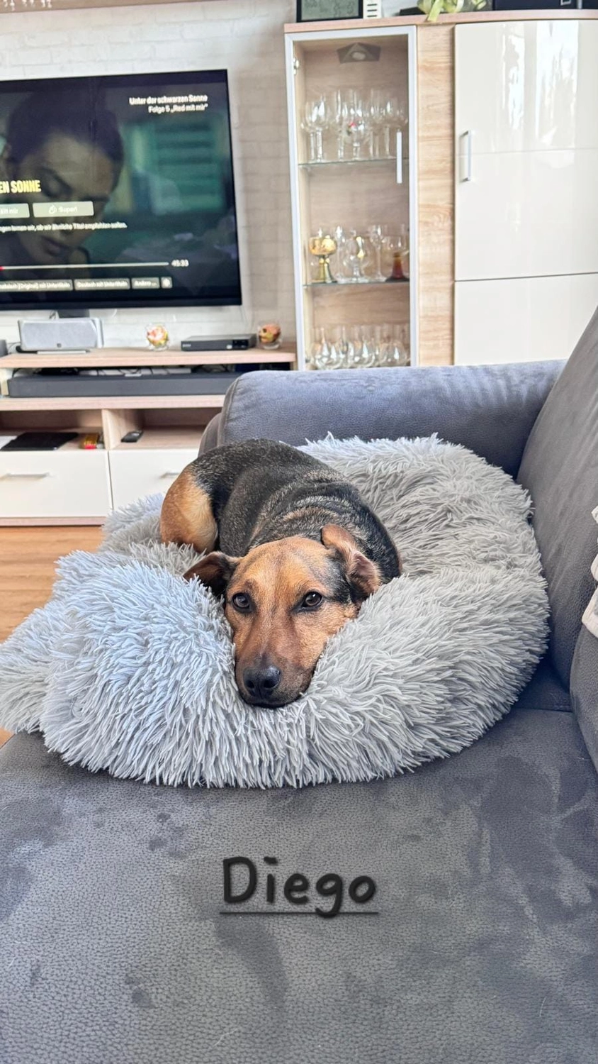 T-Dogs e.V., ein glücklicher Hund