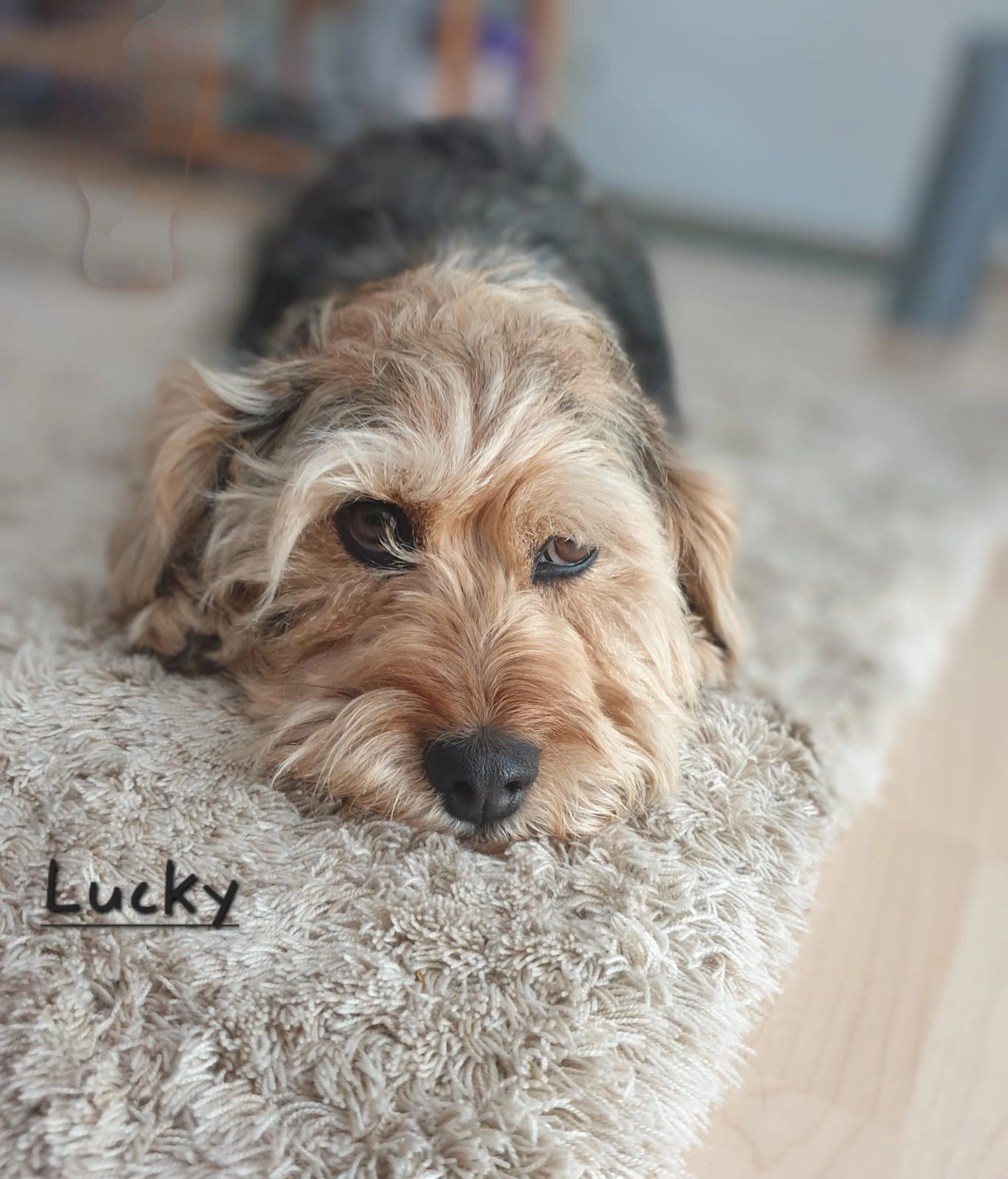 T-Dogs e.V., ein glücklicher Hund