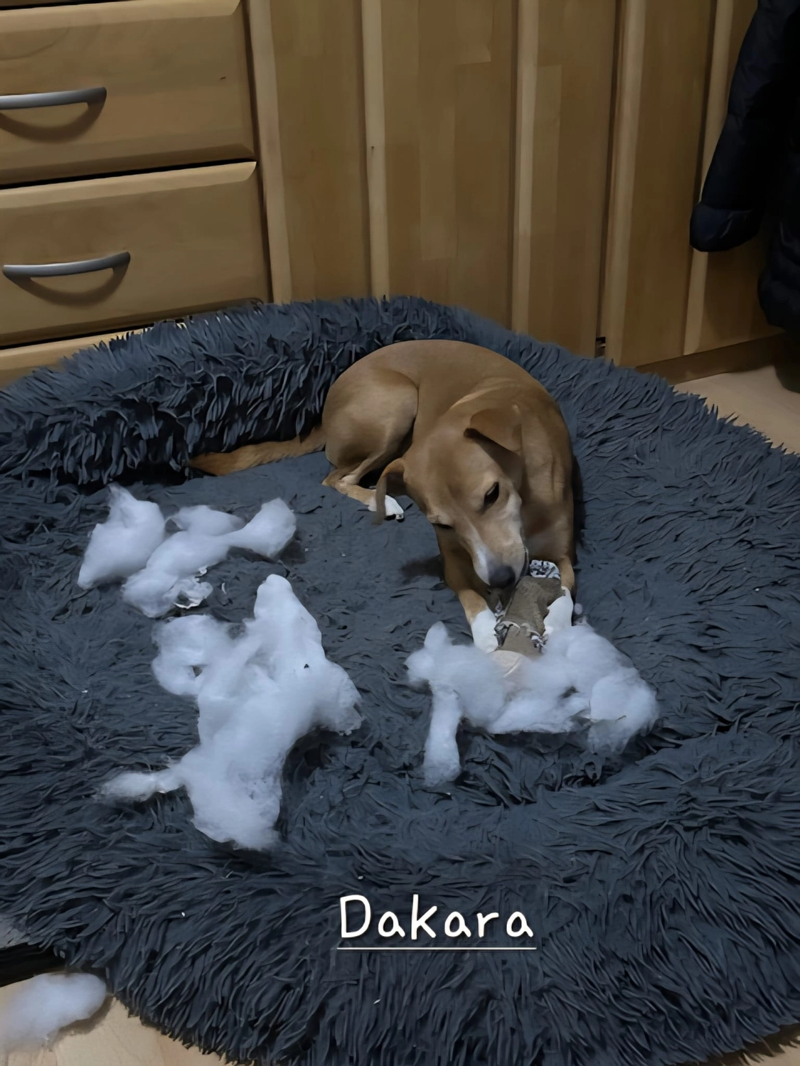 T-Dogs e.V., ein glücklicher Hund