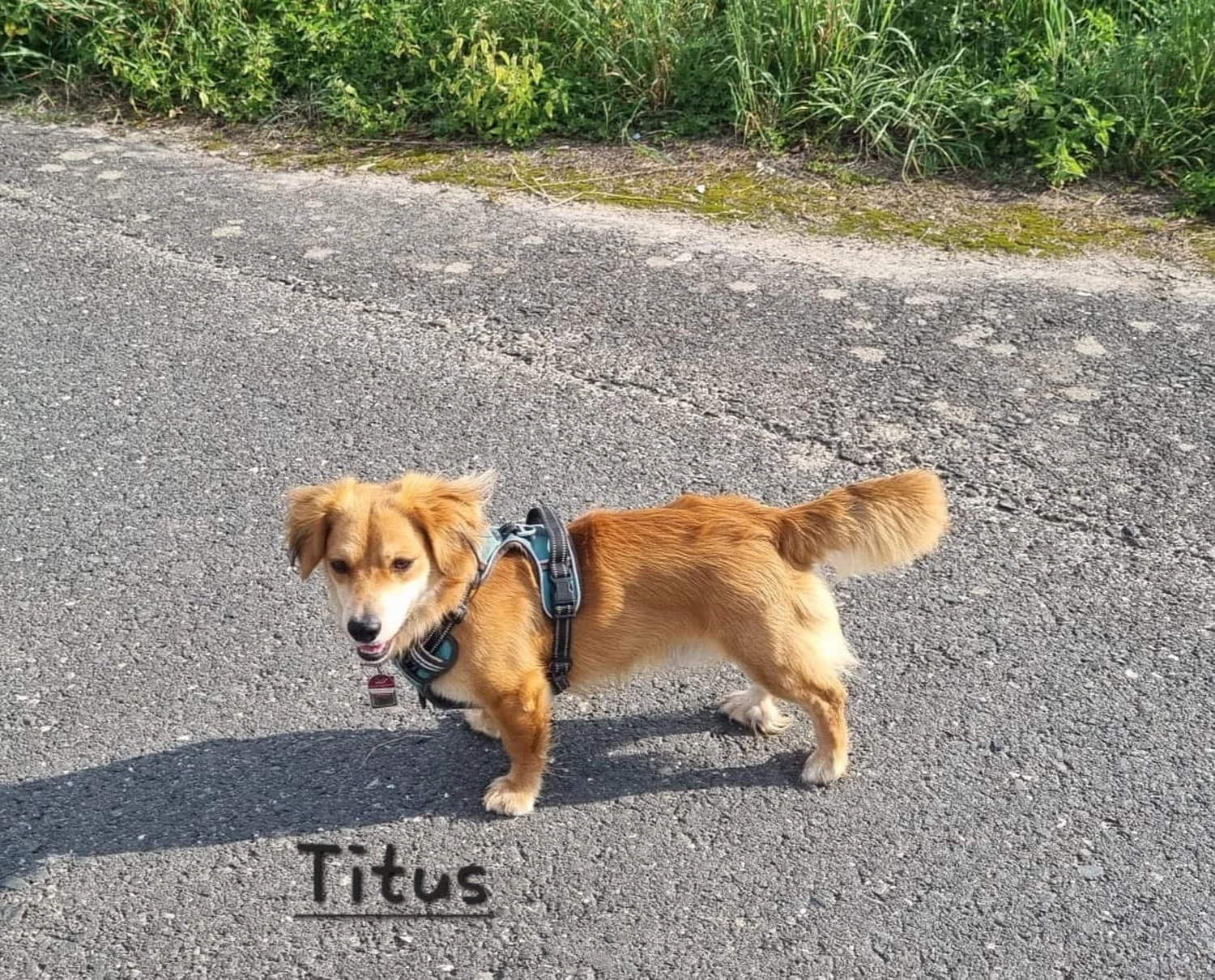 T-Dogs e.V., ein glücklicher Hund