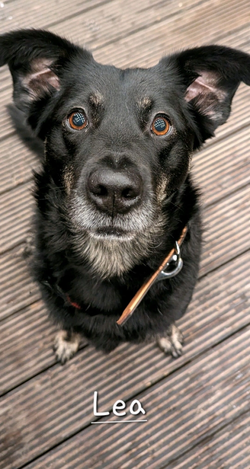 T-Dogs e.V., ein glücklicher Hund