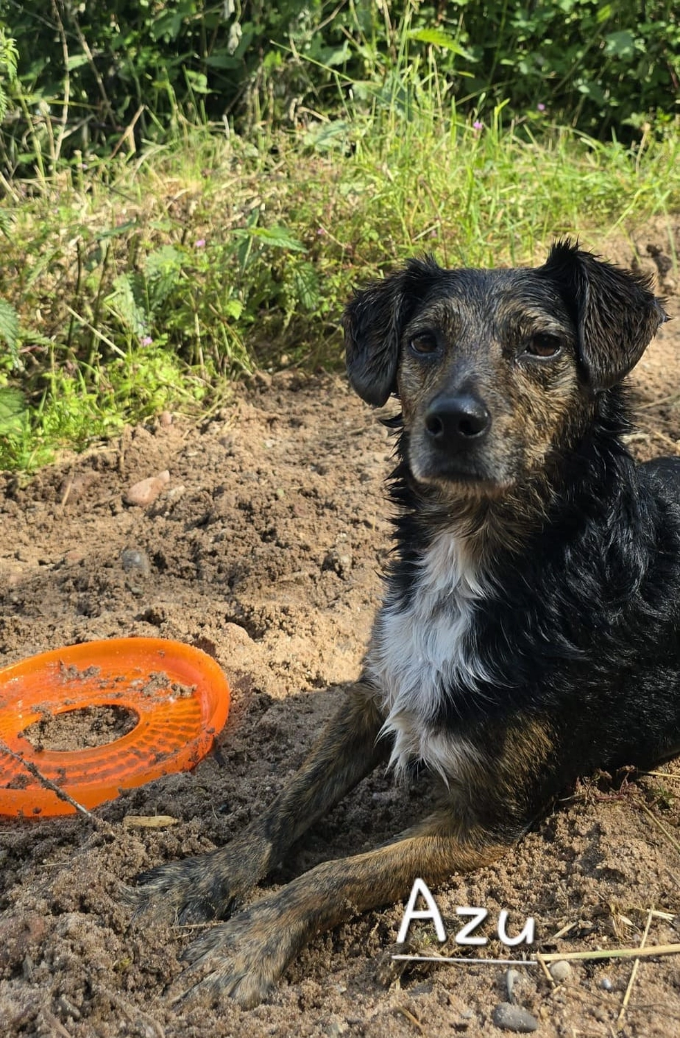 T-Dogs e.V., ein glücklicher Hund