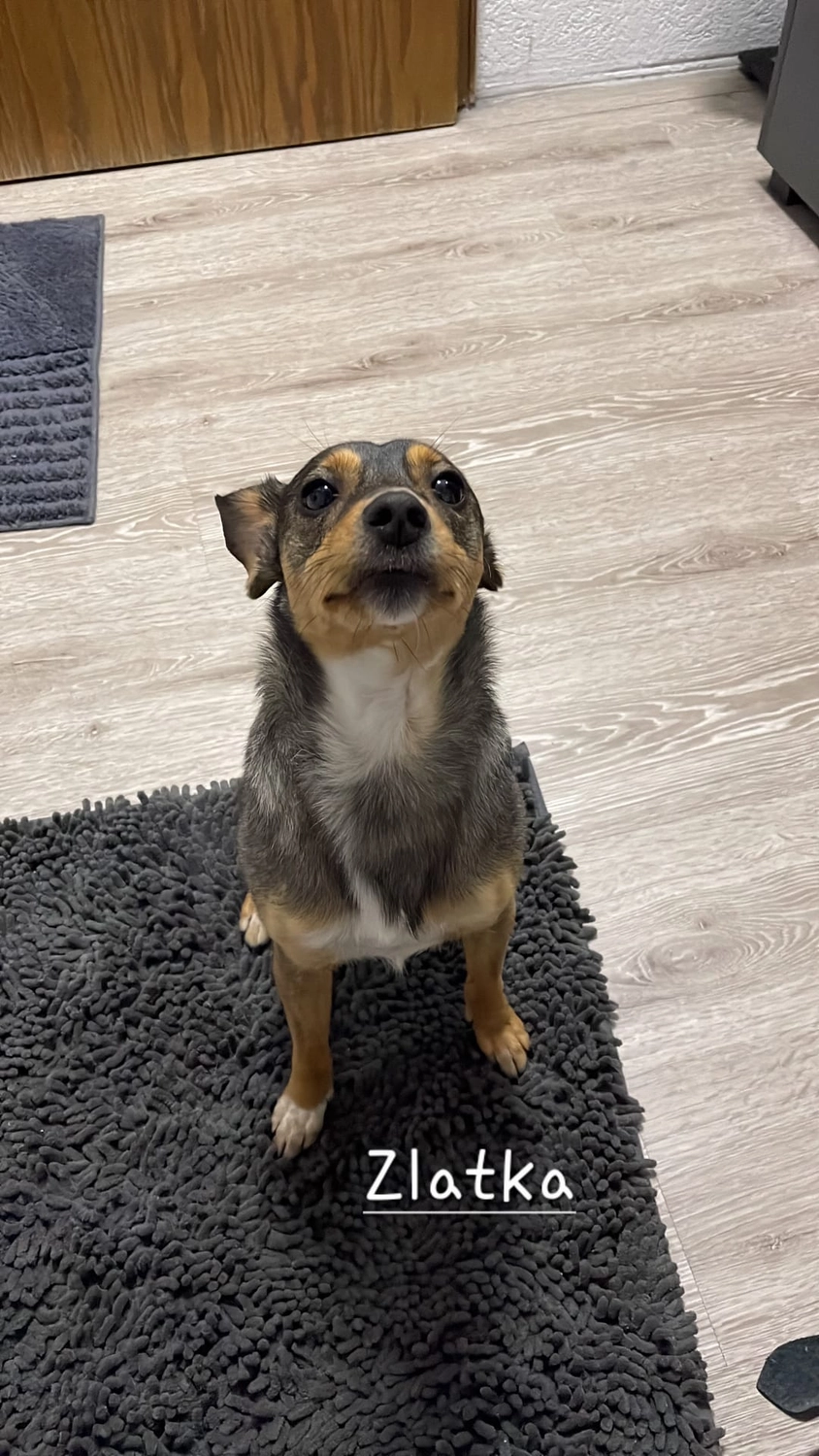 T-Dogs e.V., ein glücklicher Hund