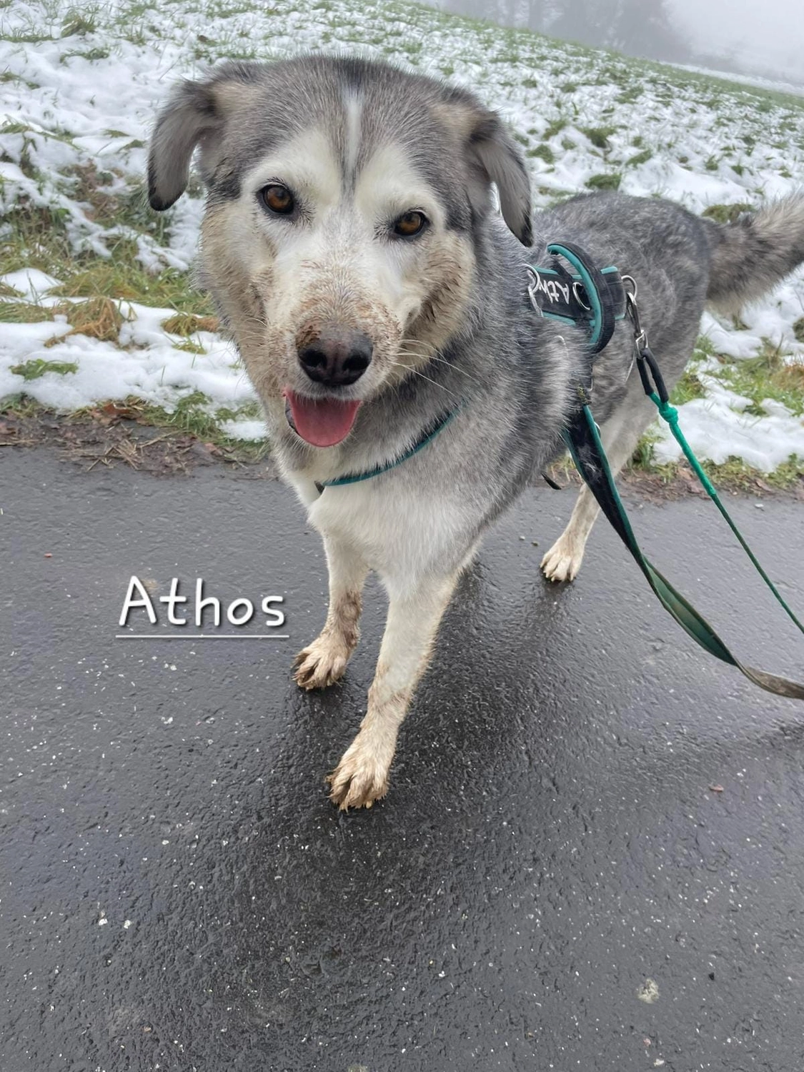 T-Dogs e.V., ein glücklicher Hund