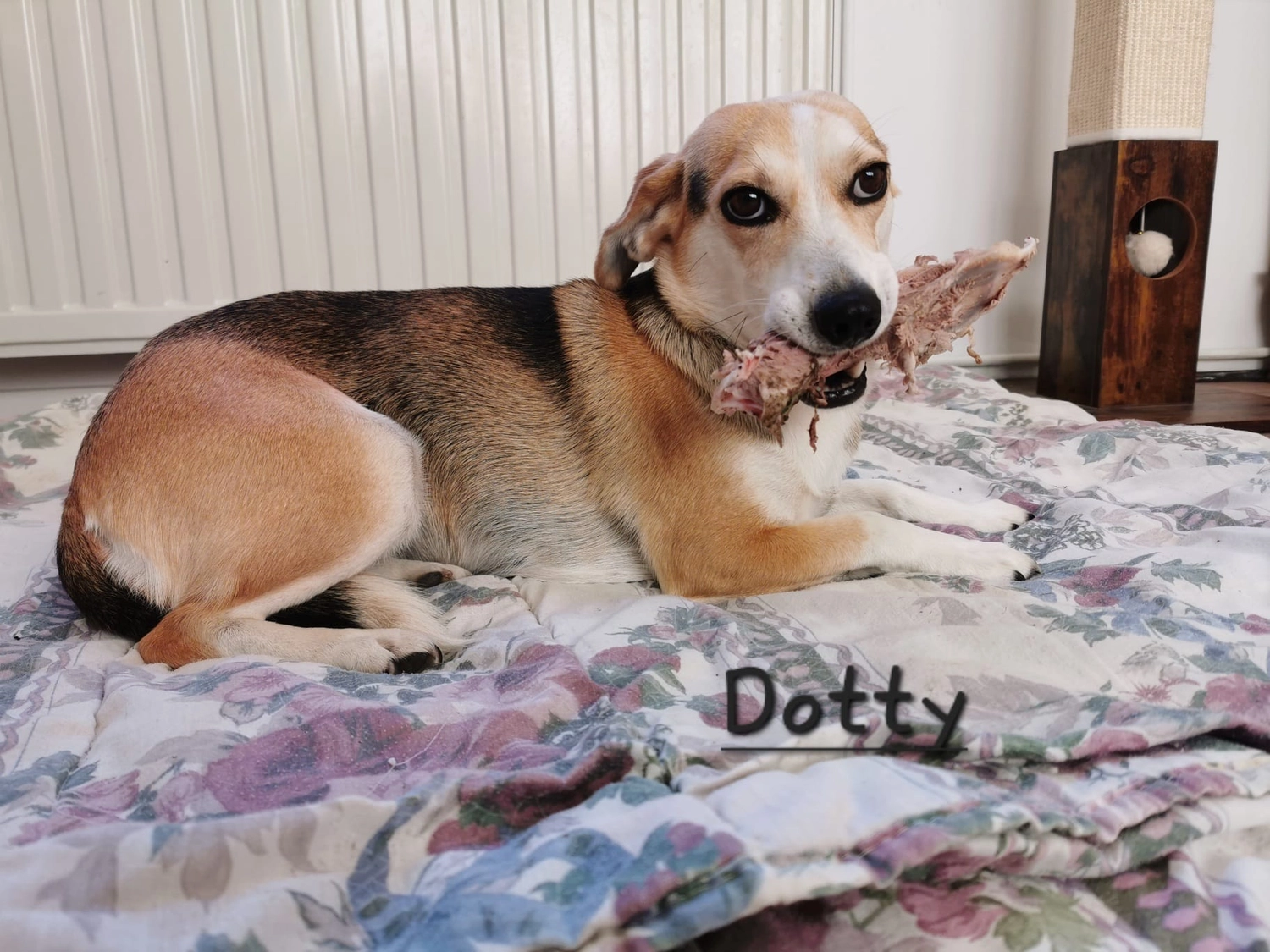 T-Dogs e.V., ein glücklicher Hund