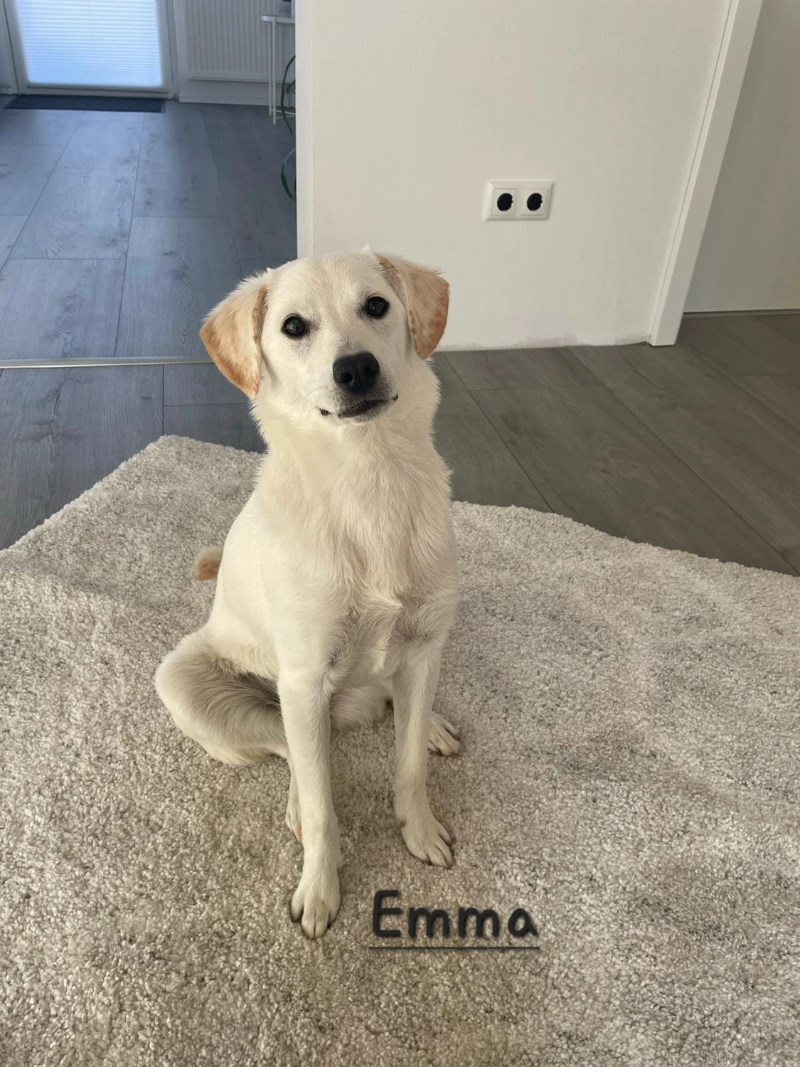 T-Dogs e.V., ein glücklicher Hund