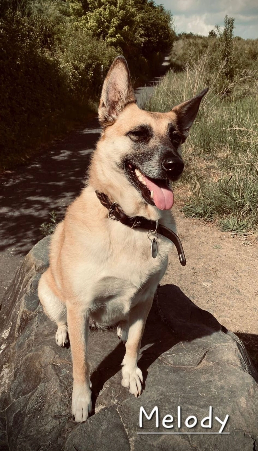 T-Dogs e.V., ein glücklicher Hund