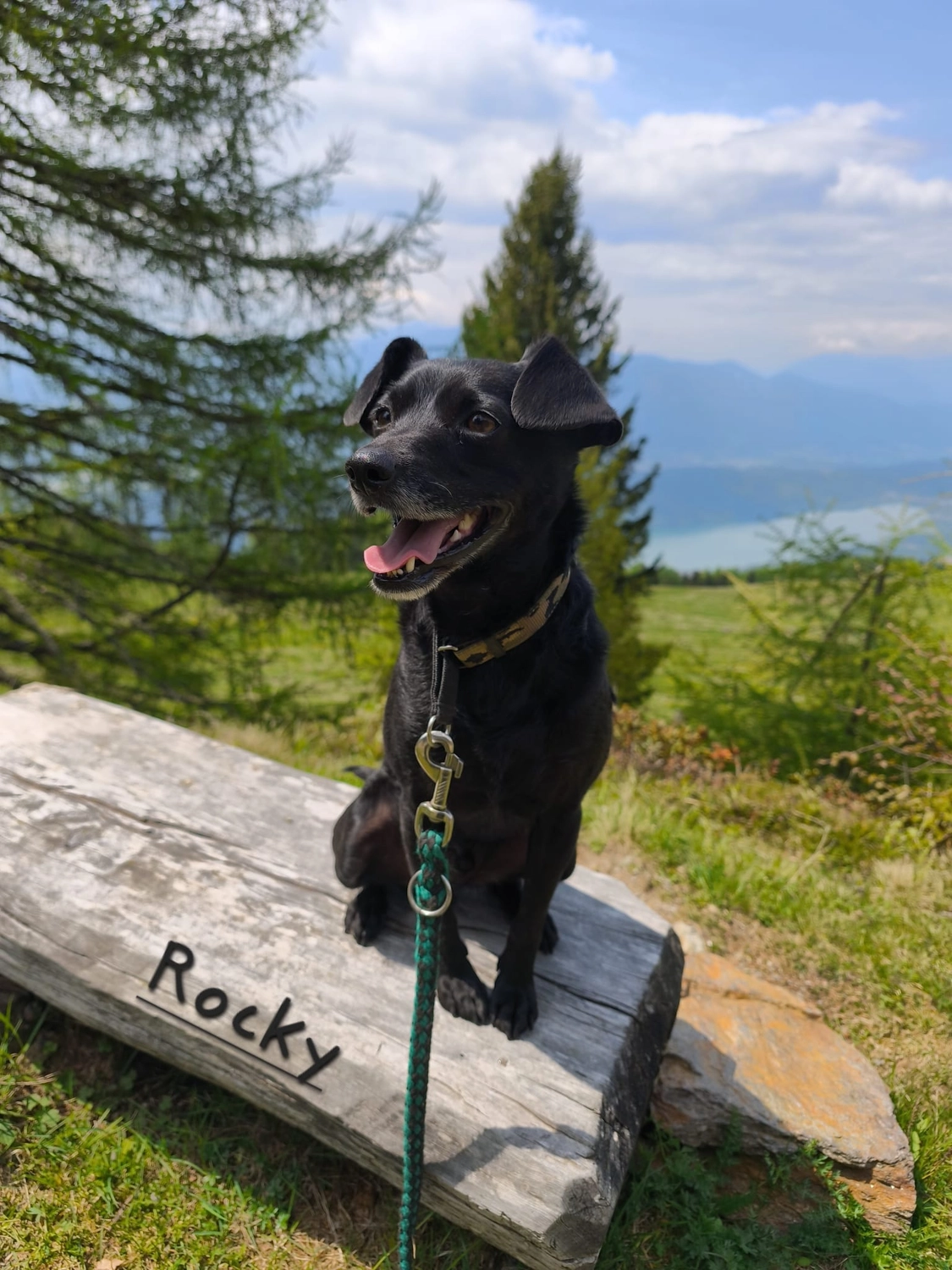 T-Dogs e.V., ein glücklicher Hund