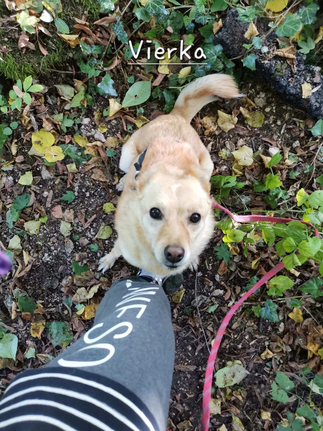 T-Dogs e.V., ein glücklicher Hund