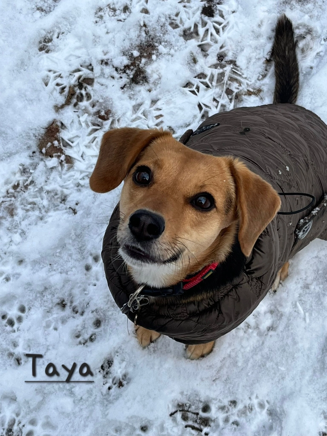 T-Dogs e.V., ein glücklicher Hund