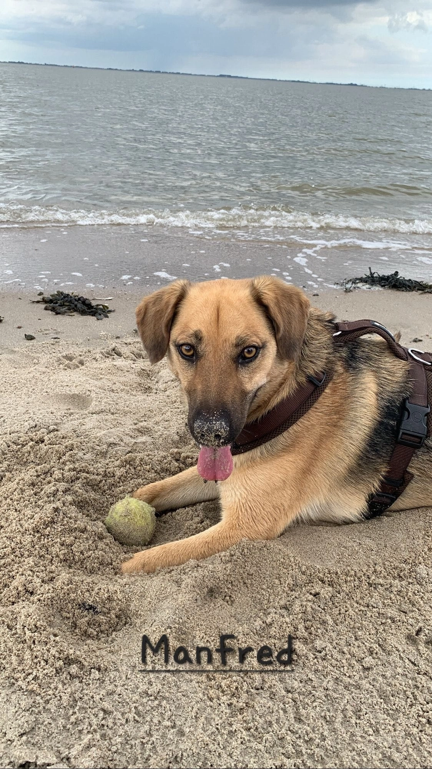 T-Dogs e.V., ein glücklicher Hund