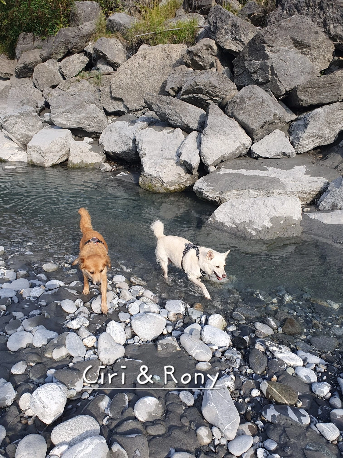 T-Dogs e.V., ein glücklicher Hund