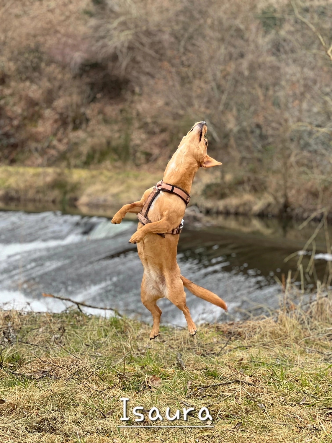 T-Dogs e.V., ein glücklicher Hund