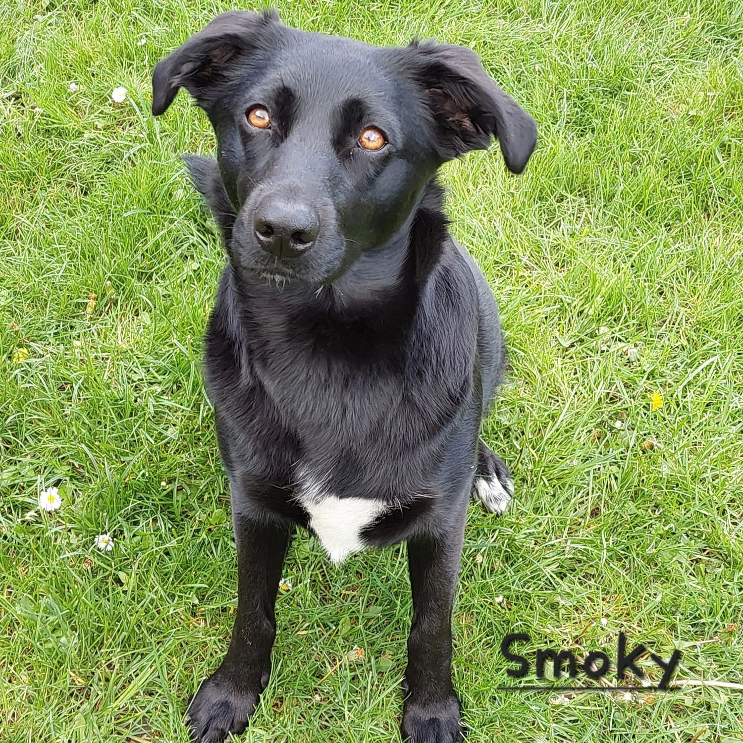 T-Dogs e.V., ein glücklicher Hund