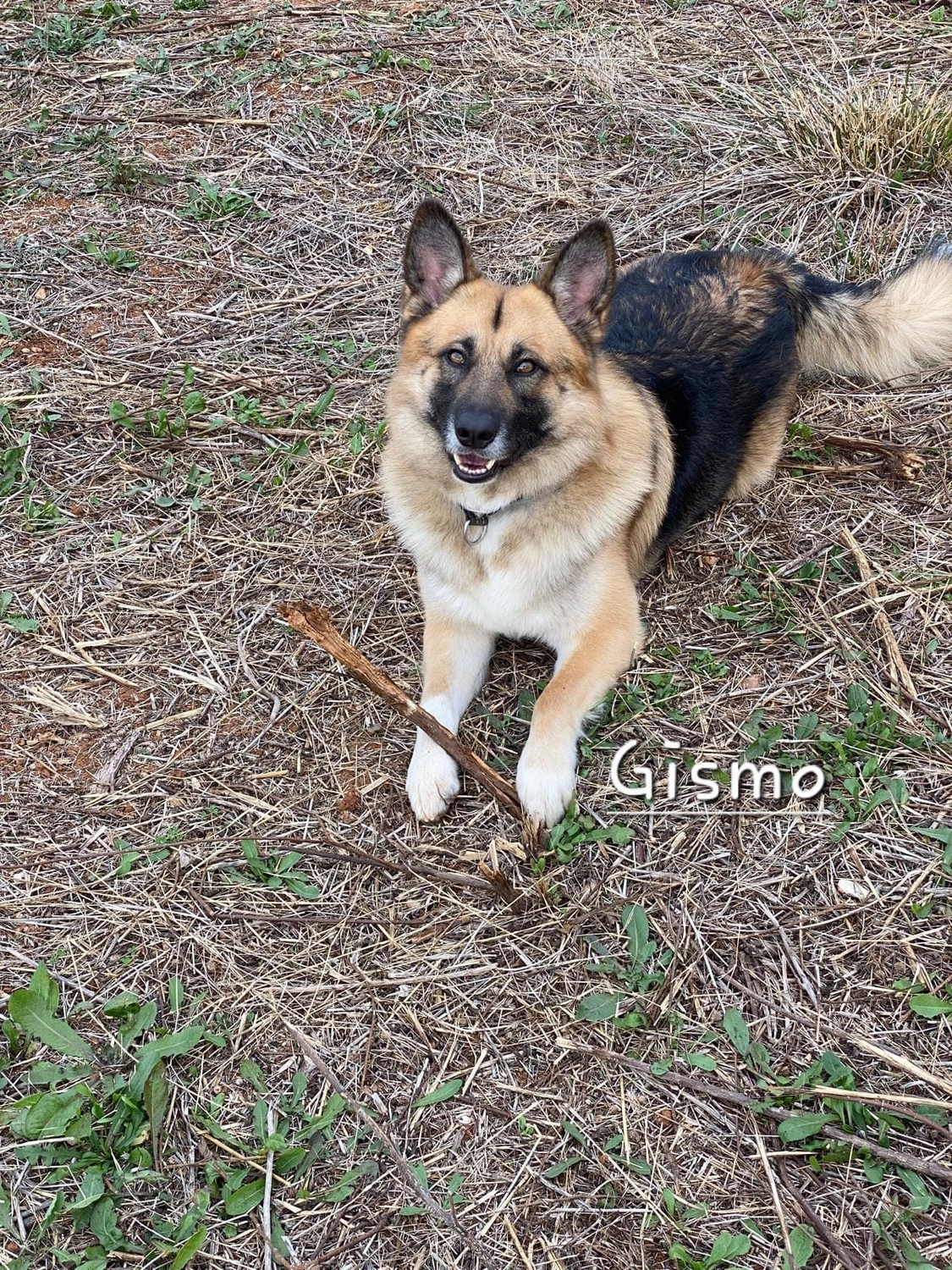 T-Dogs e.V., ein glücklicher Hund