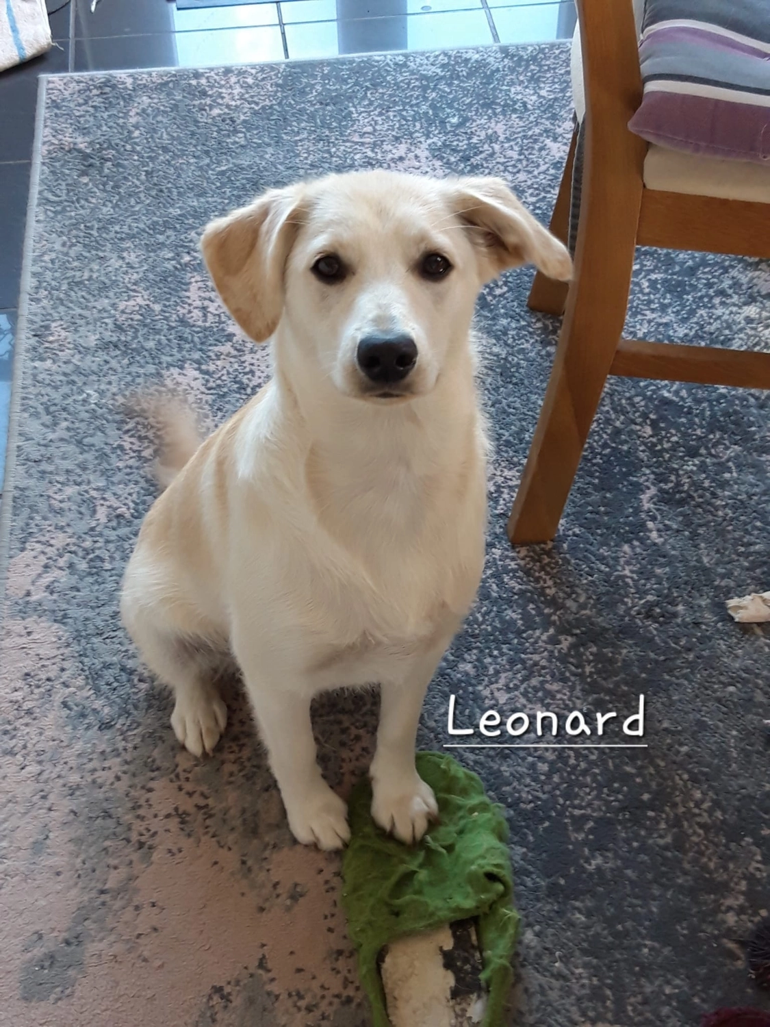 T-Dogs e.V., ein glücklicher Hund