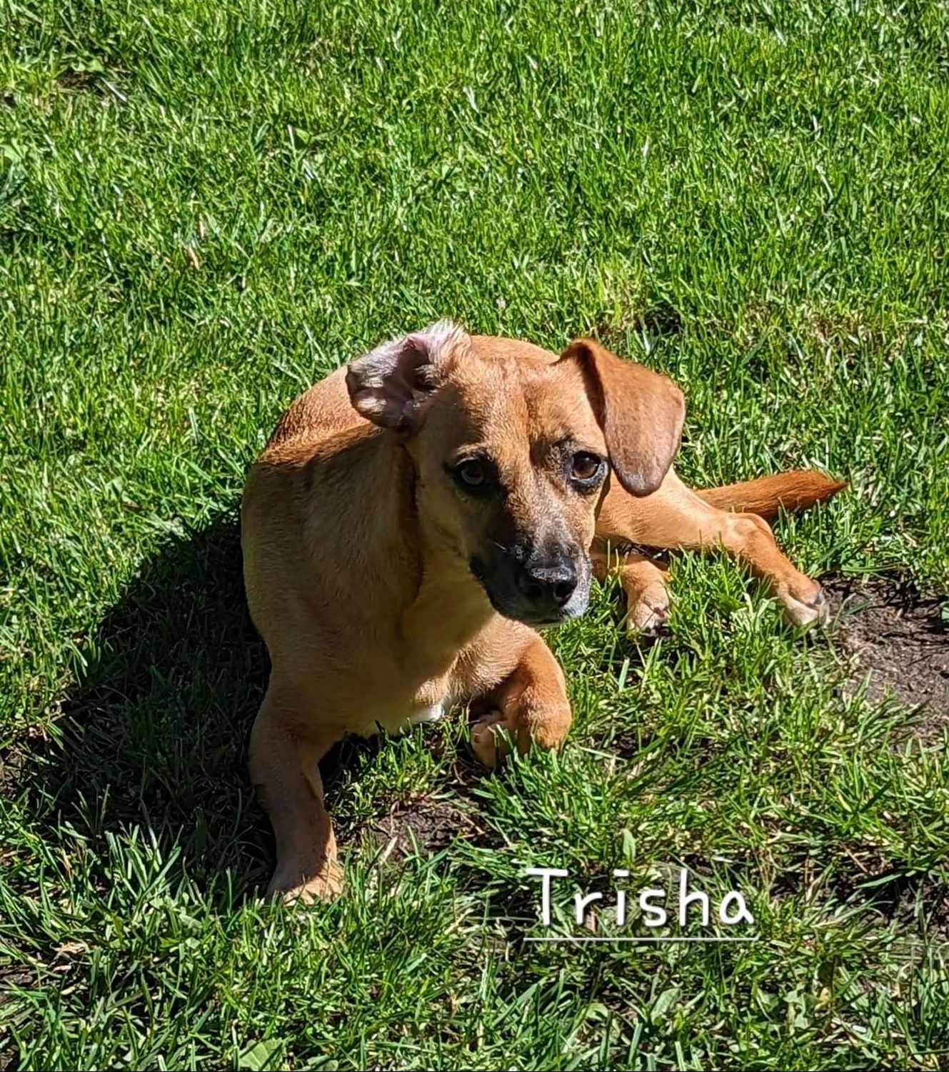 T-Dogs e.V., ein glücklicher Hund