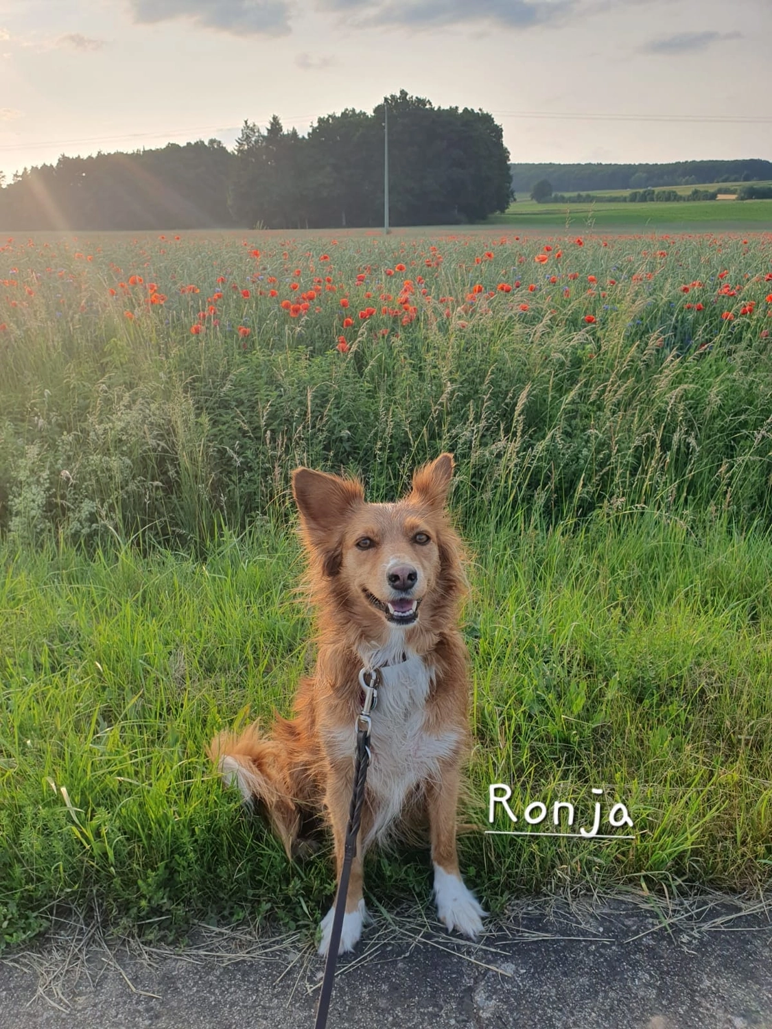 T-Dogs e.V., ein glücklicher Hund