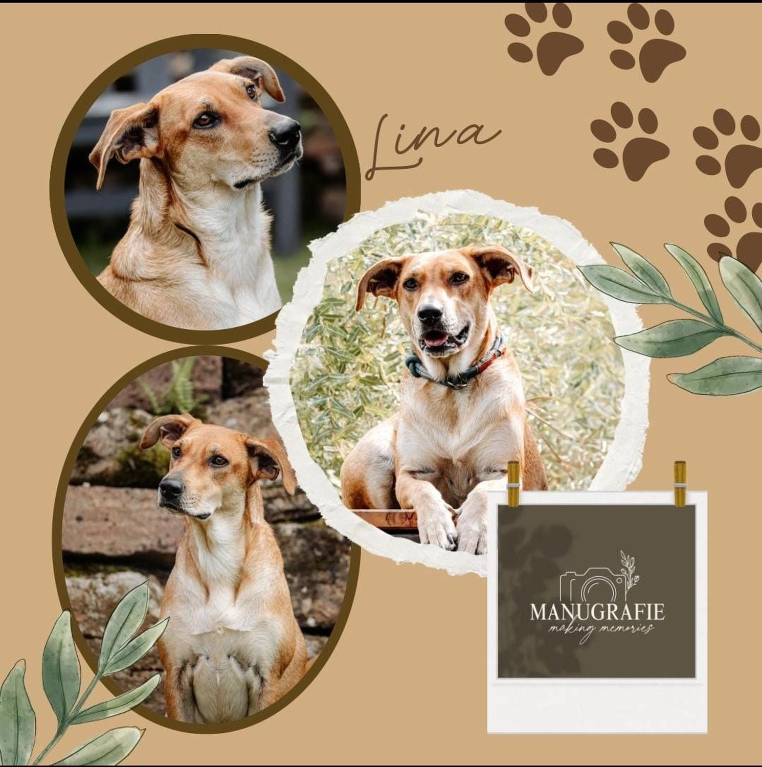 T-Dogs e.V., ein glücklicher Hund