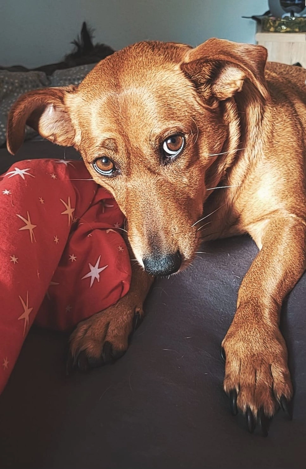 T-Dogs e.V., ein glücklicher Hund