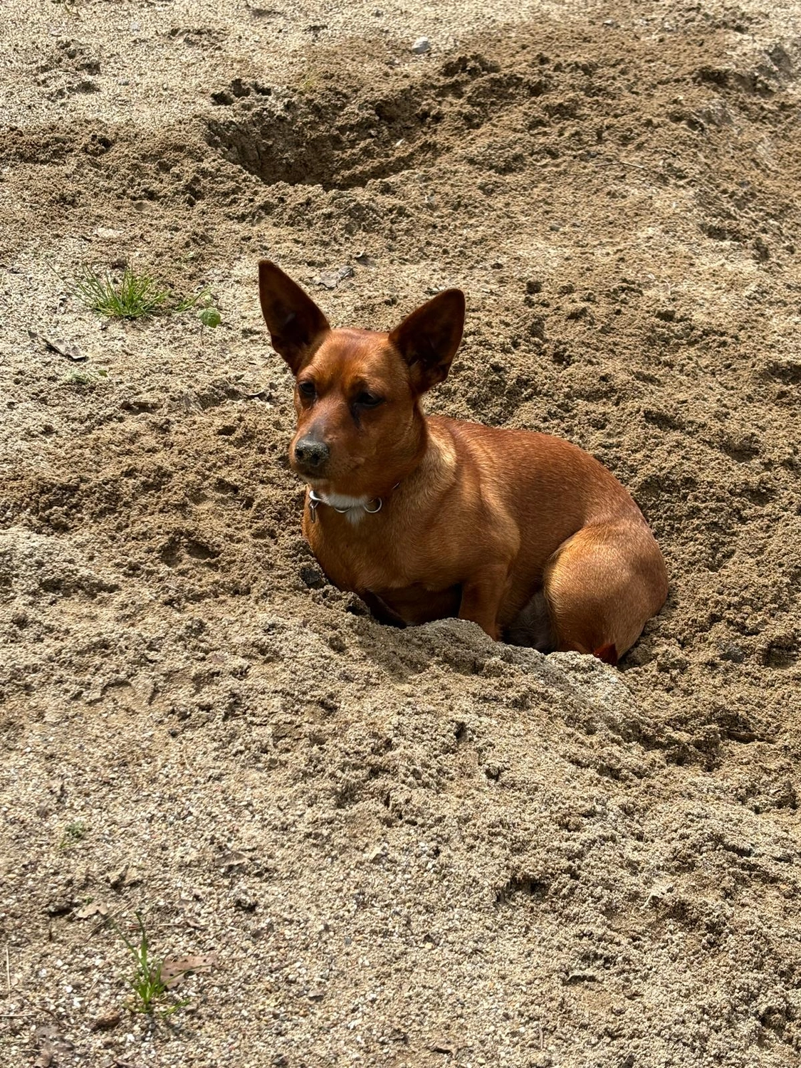 T-Dogs e.V., ein glücklicher Hund