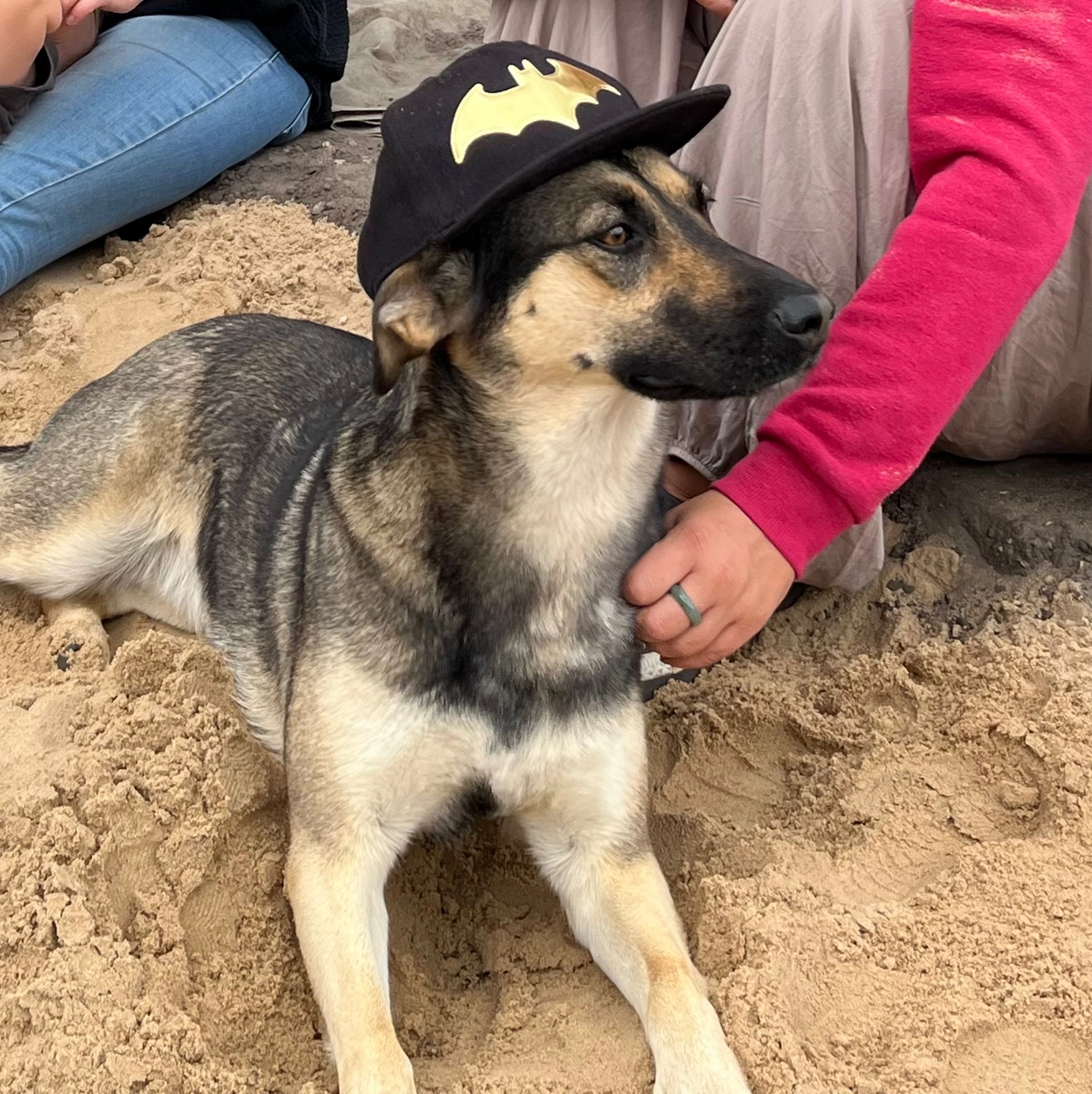 T-Dogs e.V., ein glücklicher Hund