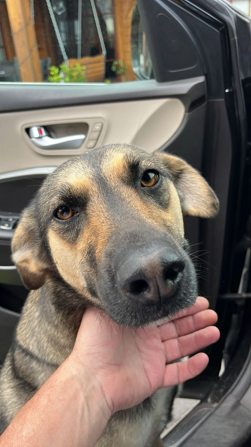 T-Dogs e.V., ein glücklicher Hund