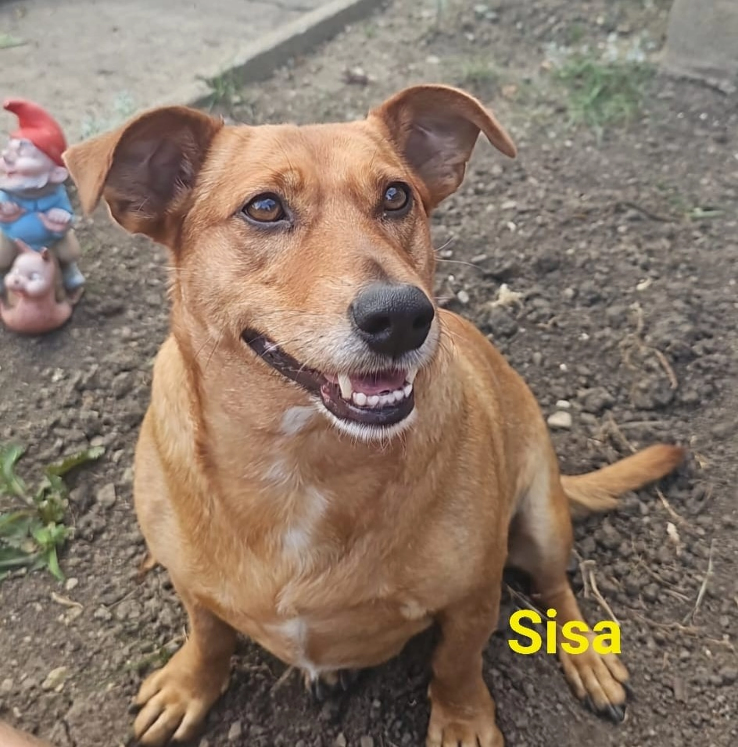 T-Dogs e.V., ein glücklicher Hund