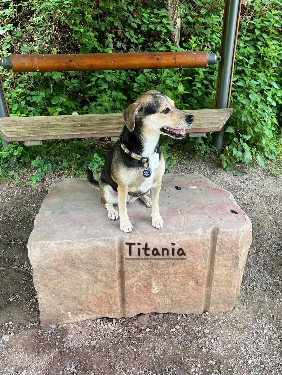 T-Dogs e.V., ein glücklicher Hund