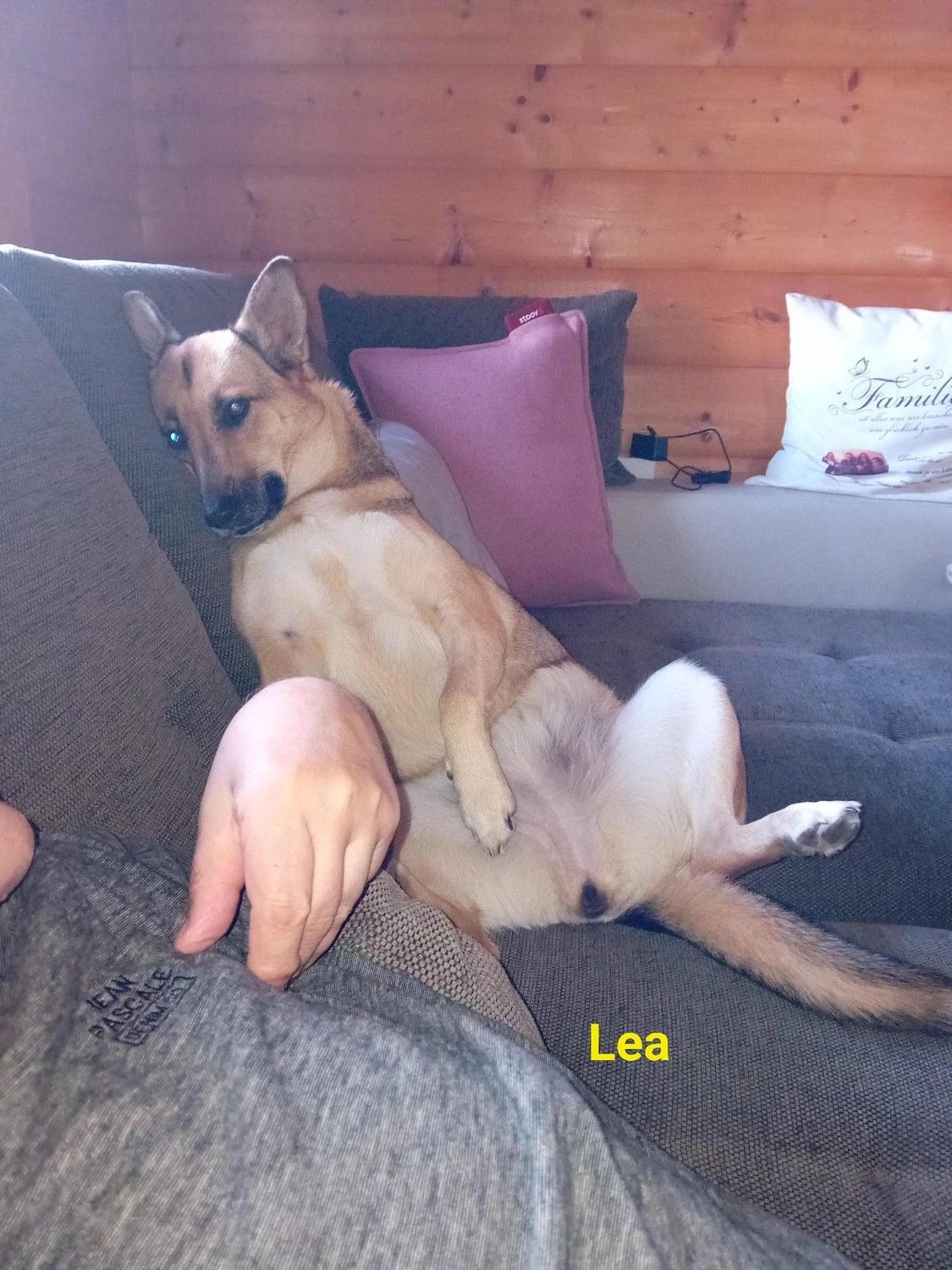 T-Dogs e.V., ein glücklicher Hund