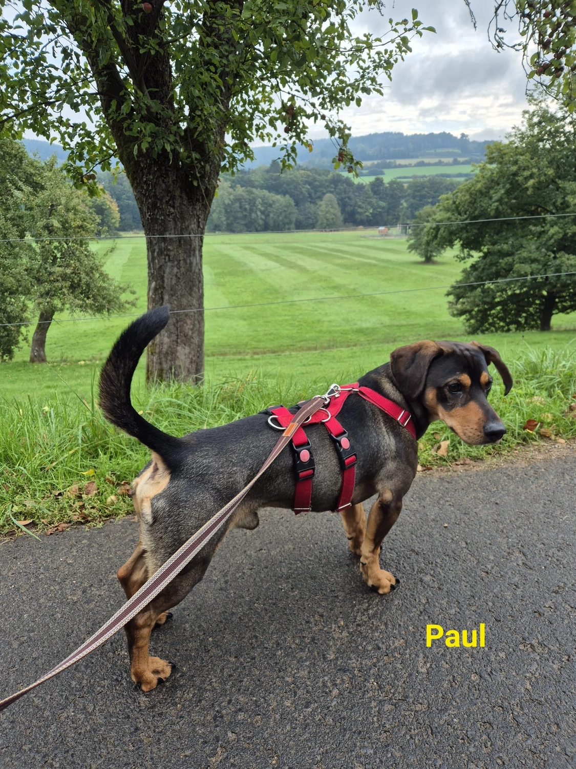 T-Dogs e.V., ein glücklicher Hund