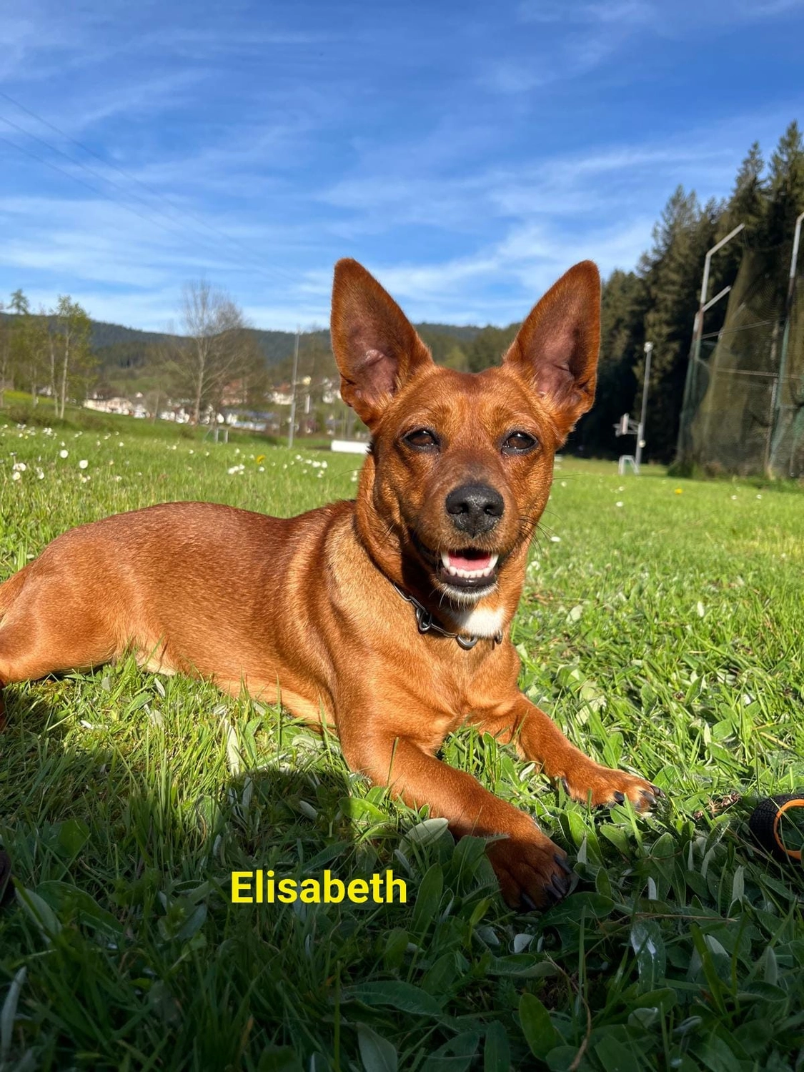 T-Dogs e.V., ein glücklicher Hund