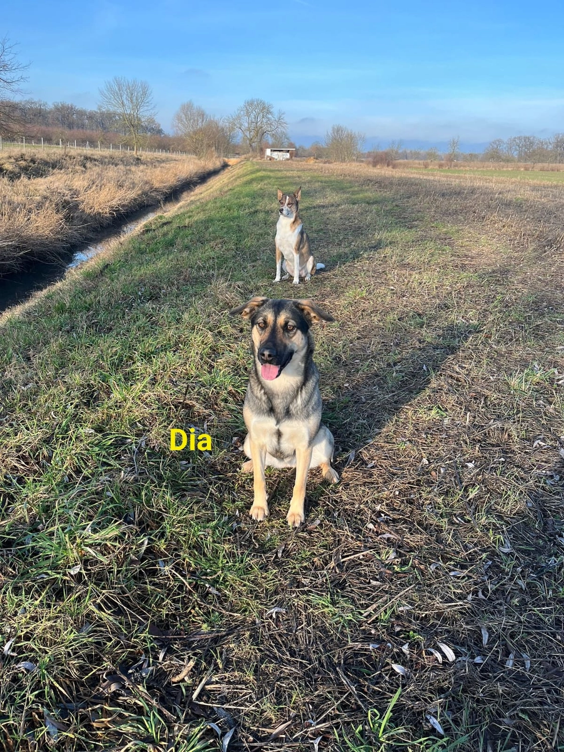 T-Dogs e.V., ein glücklicher Hund