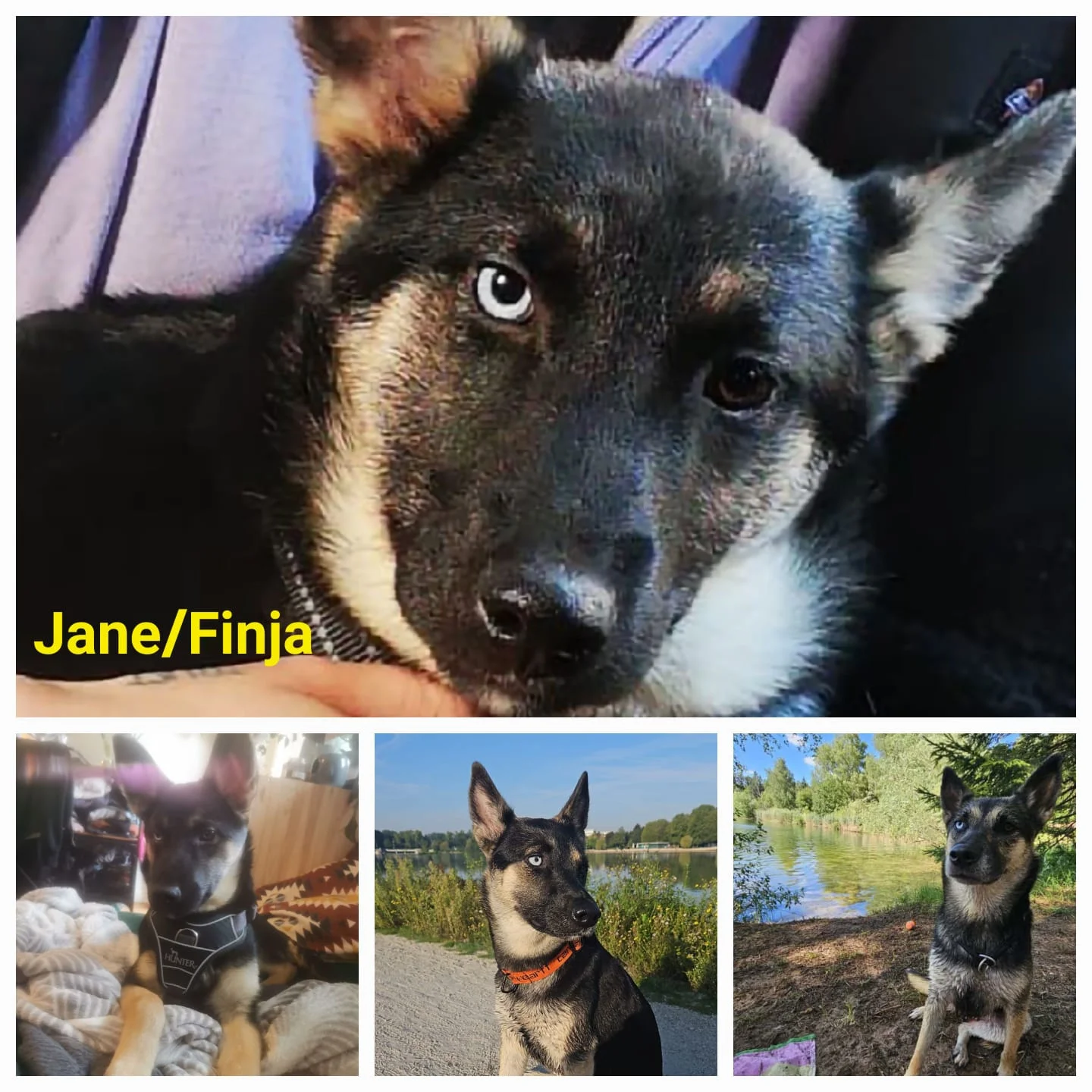 T-Dogs e.V., ein glücklicher Hund