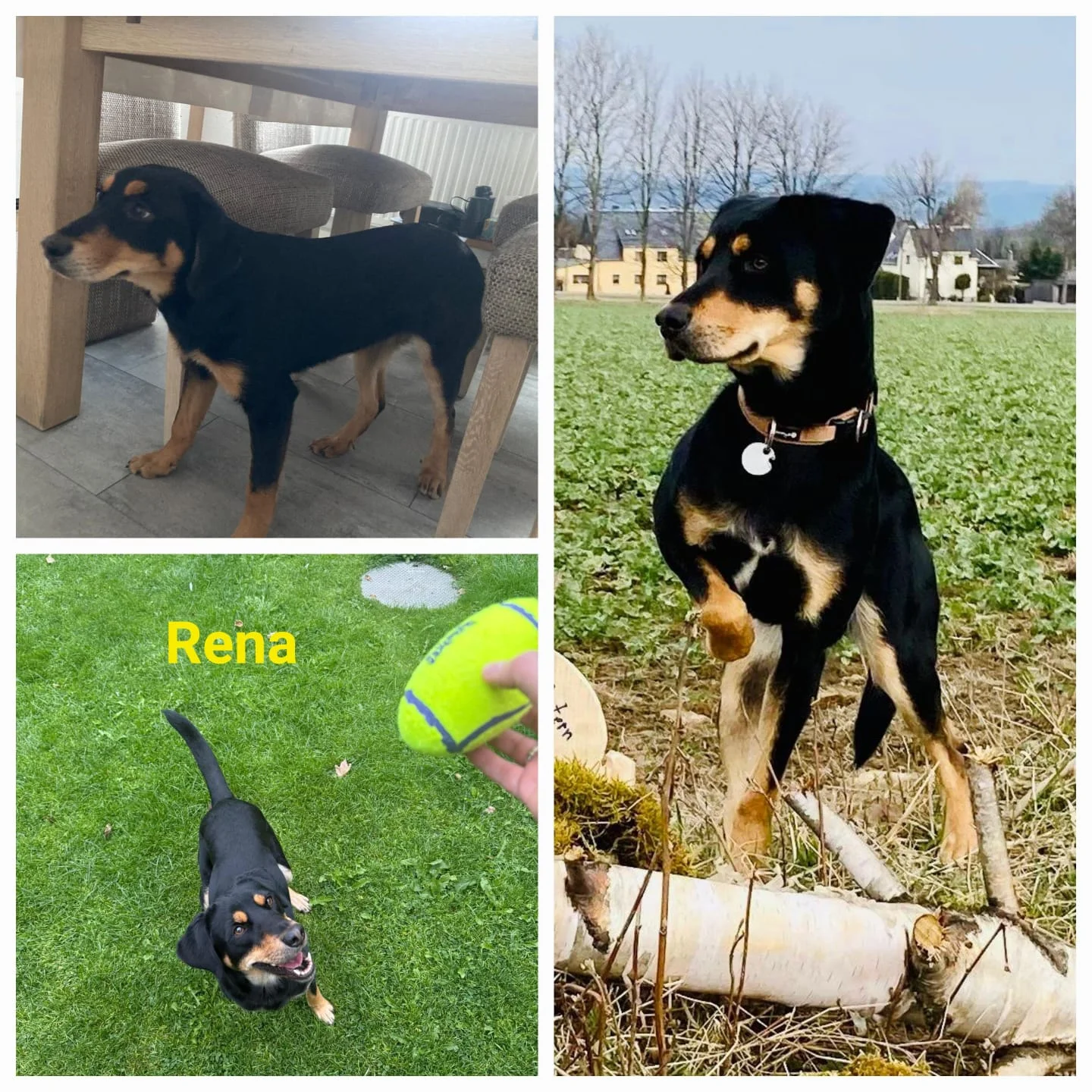 T-Dogs e.V., ein glücklicher Hund