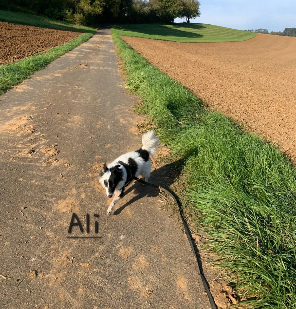 T-Dogs e.V., ein glücklicher Hund