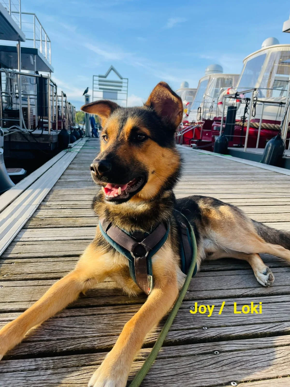 T-Dogs e.V., ein glücklicher Hund