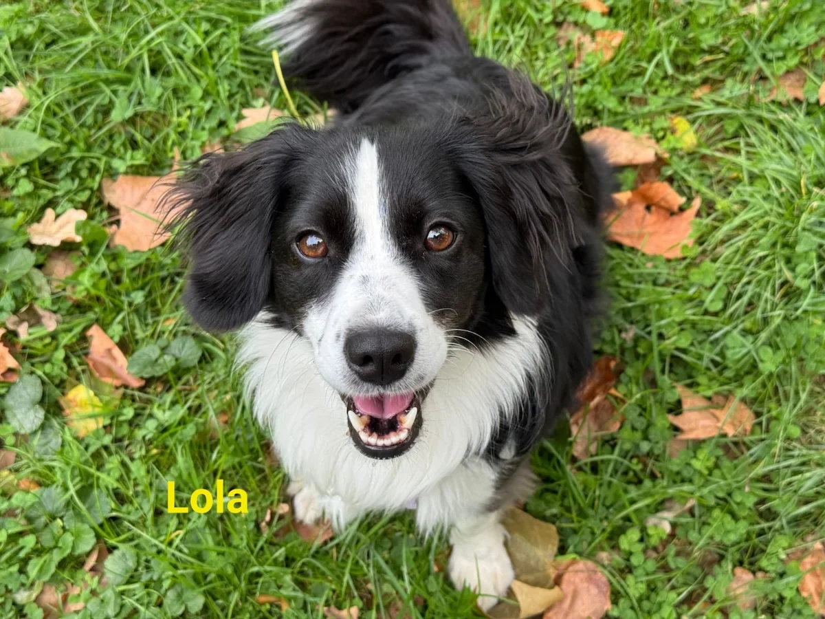 T-Dogs e.V., ein glücklicher Hund