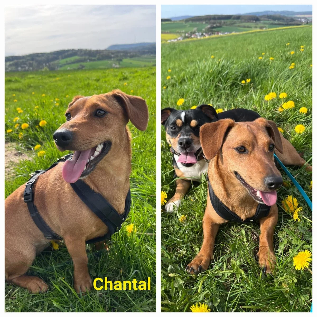 T-Dogs e.V., ein glücklicher Hund