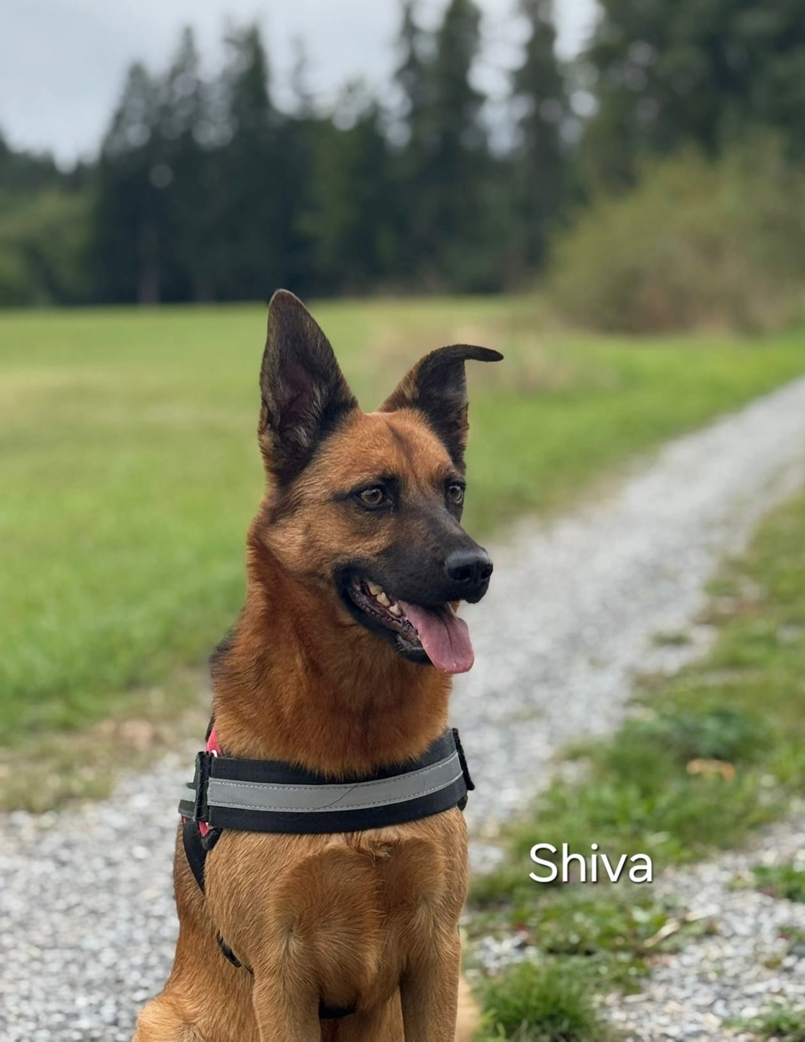 T-Dogs e.V., ein glücklicher Hund