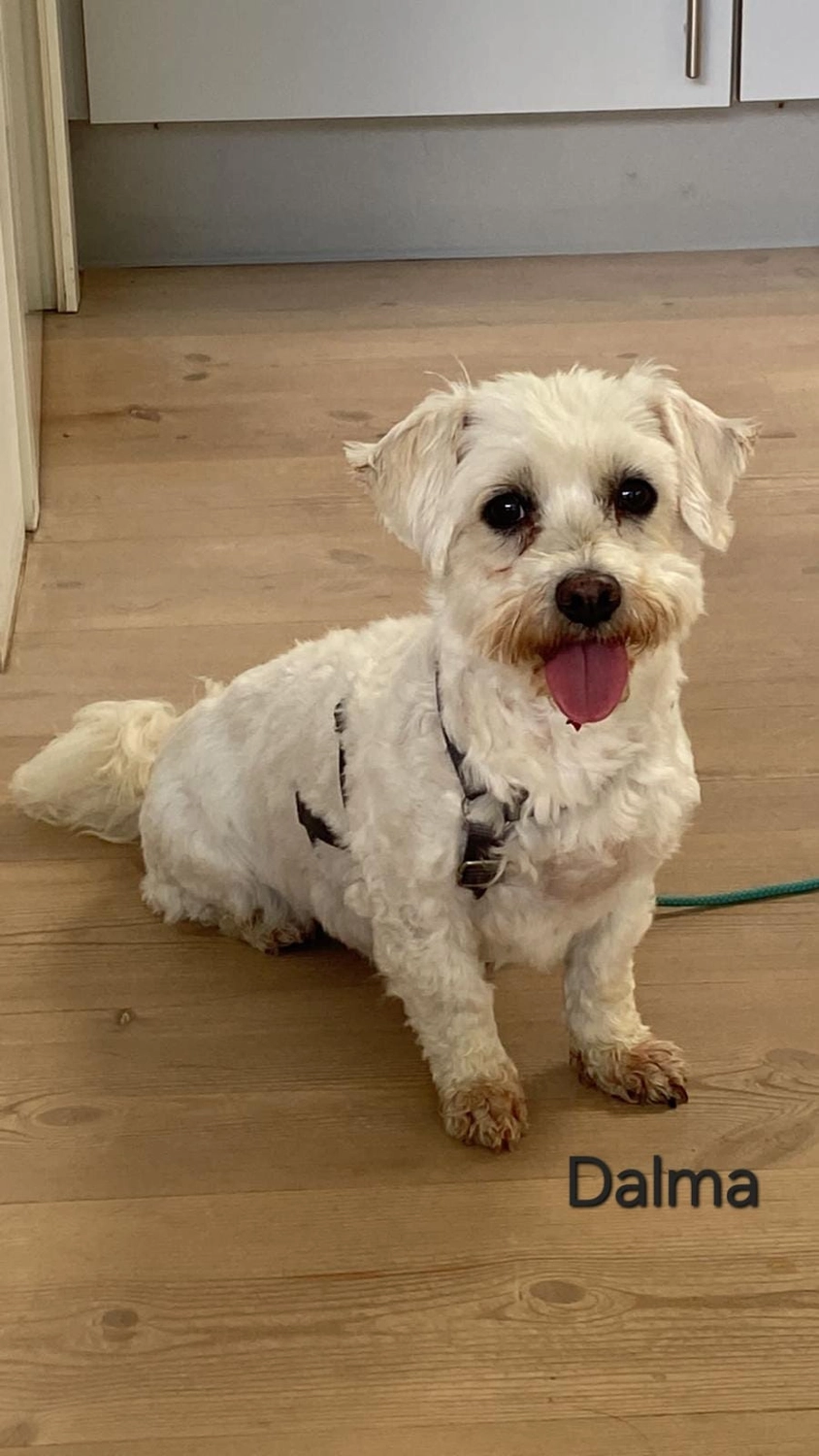 T-Dogs e.V., ein glücklicher Hund