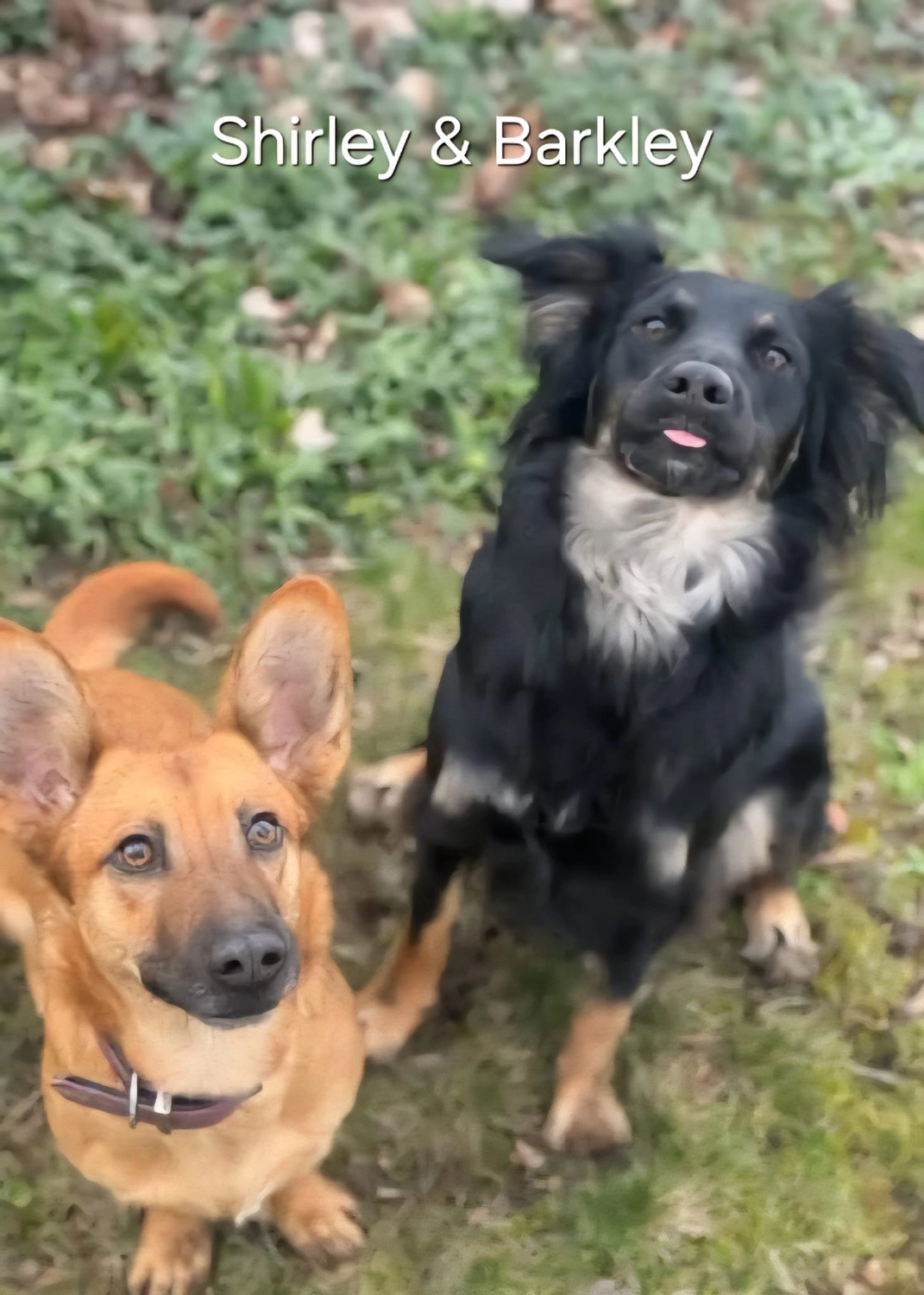 T-Dogs e.V., ein glücklicher Hund